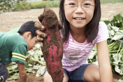 Japanese girl holding sweet potato, smiling