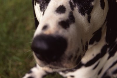 A close-up of a dalmatian looking at the viewer