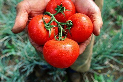 Hands holding tomatoes