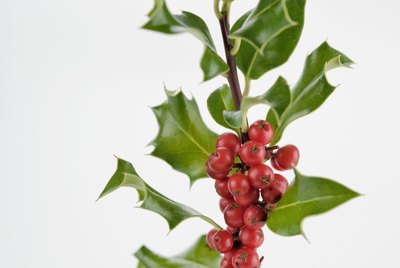Holly and berries