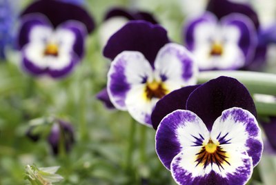 Pansies