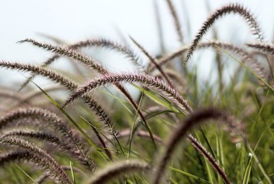 African Fountain Grass,