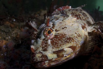 Cabazon Rockfish