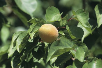 Apricot orchard with single fruit close-up, late Spring
