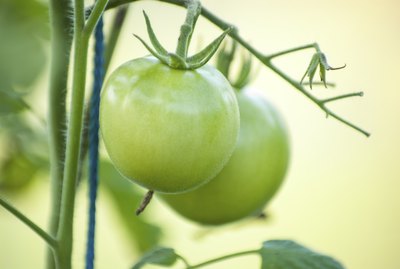 Green tomato on vegetable garden