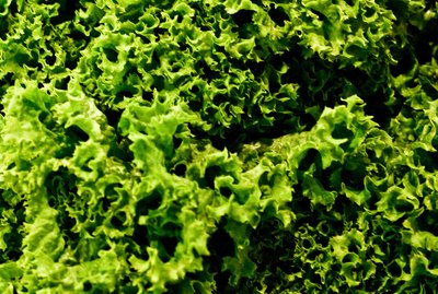 Leafy green kale texture