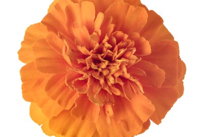Orange marigold