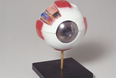 Medical eye model