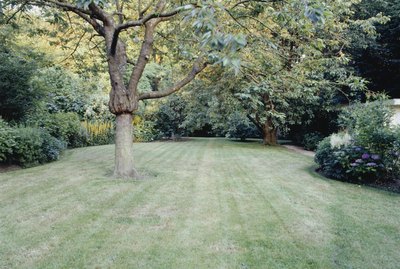 Tree in garden, mown lawn