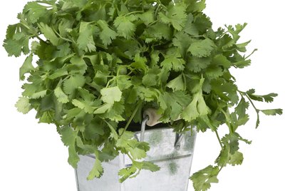 Coriander In Basket