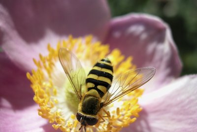 Bee on a flower bloom