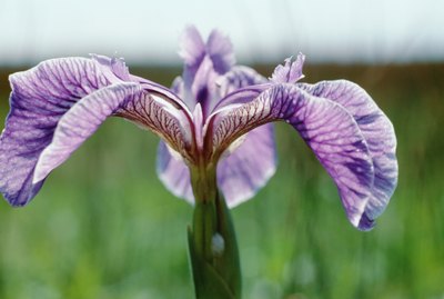 Close-up of purple iris flower