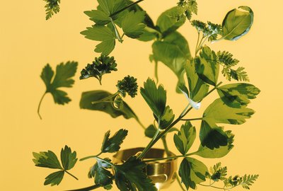 Chervil and Cilantro on yellow background, close-up