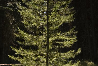 Evergreen Tree