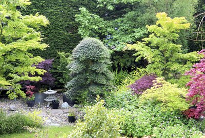 Image of ornamental garden with Japanese maples and clipped holly