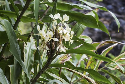 Hedychium coronarium