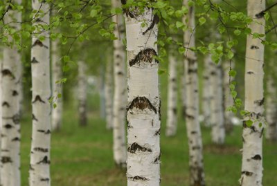 Birch trees