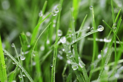 Grass wet with dew