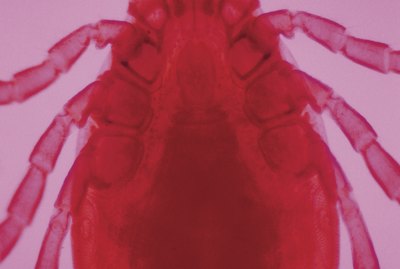 Deer tick