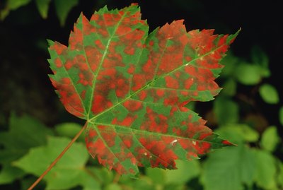 Spotted maple leaf