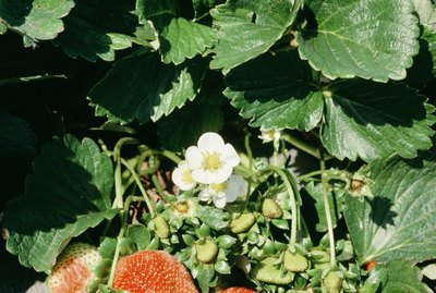 Growing strawberries