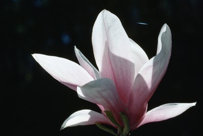 Blooming flower