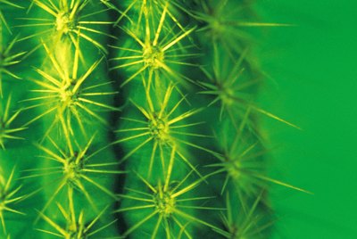 Detail of cactus