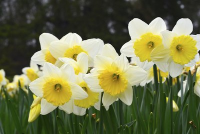 Daffodils in a field of daffodils.