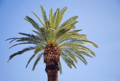 Palm tree