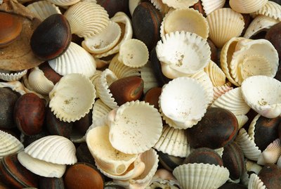Close-up of shells