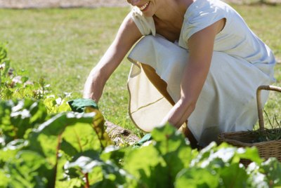 Woman in vegetable garden