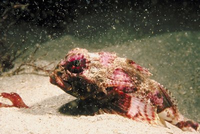Bull sculpin