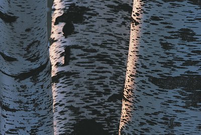 Birch trunks