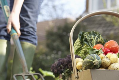 Unrecognizable person digging with pitchfork, low section, assorted vegetables in foreground
