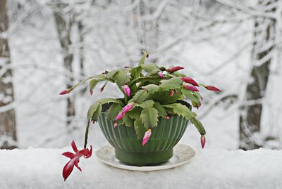 Christmas cactus house plant on snow covered table