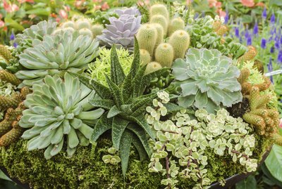 Different succulent cactus plants