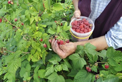 Senior woman picking ripe raspberrie