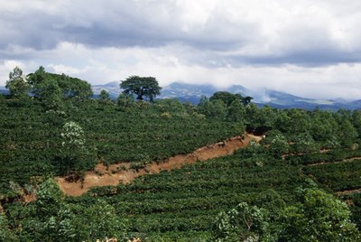Coffee beans field, Costa Rica