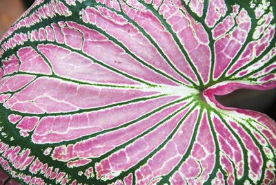 Caladium Leaf