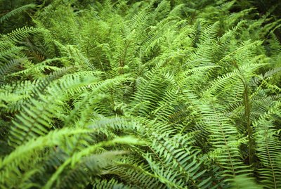 Western sword fern fronds