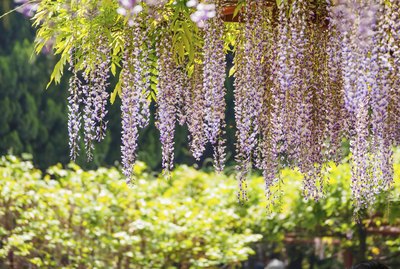 Spring flowers series, Wisteria trellis