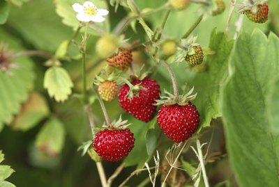 Wild strawberry bush