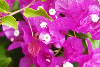 Close-up of bright pink Bougainvillaea.