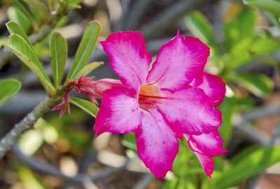 Red Desert Flower, adenium obesum