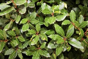 Bay Tree Pests and Diseases | eHow