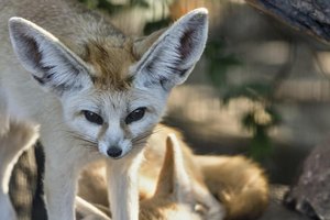 Can You Legally Own a Fennec Fox? | eHow