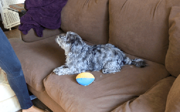 Easy Hacks to Remove Pet Hair From Furniture