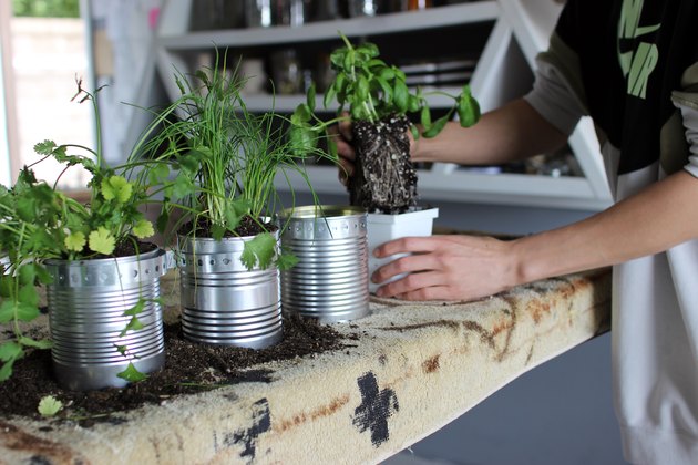Plants 2