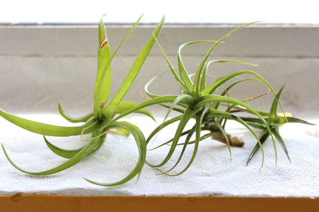 hydrated tillandsias