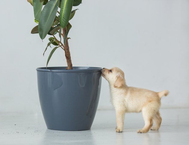 These 10 House Plants Are Dog-Safe & Easy to Maintain